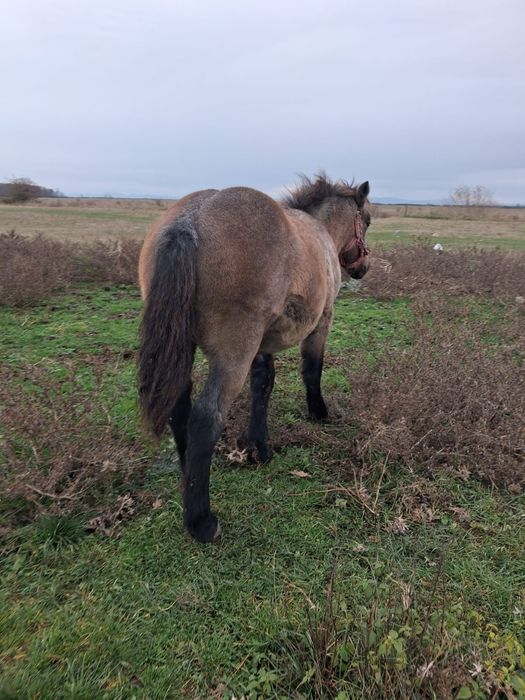 Vand mânz de 6 luni