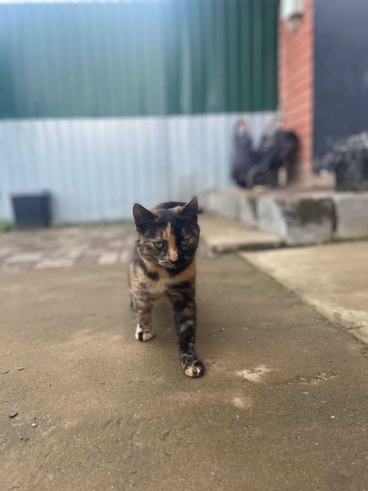 Ищем кошечке любящую семью