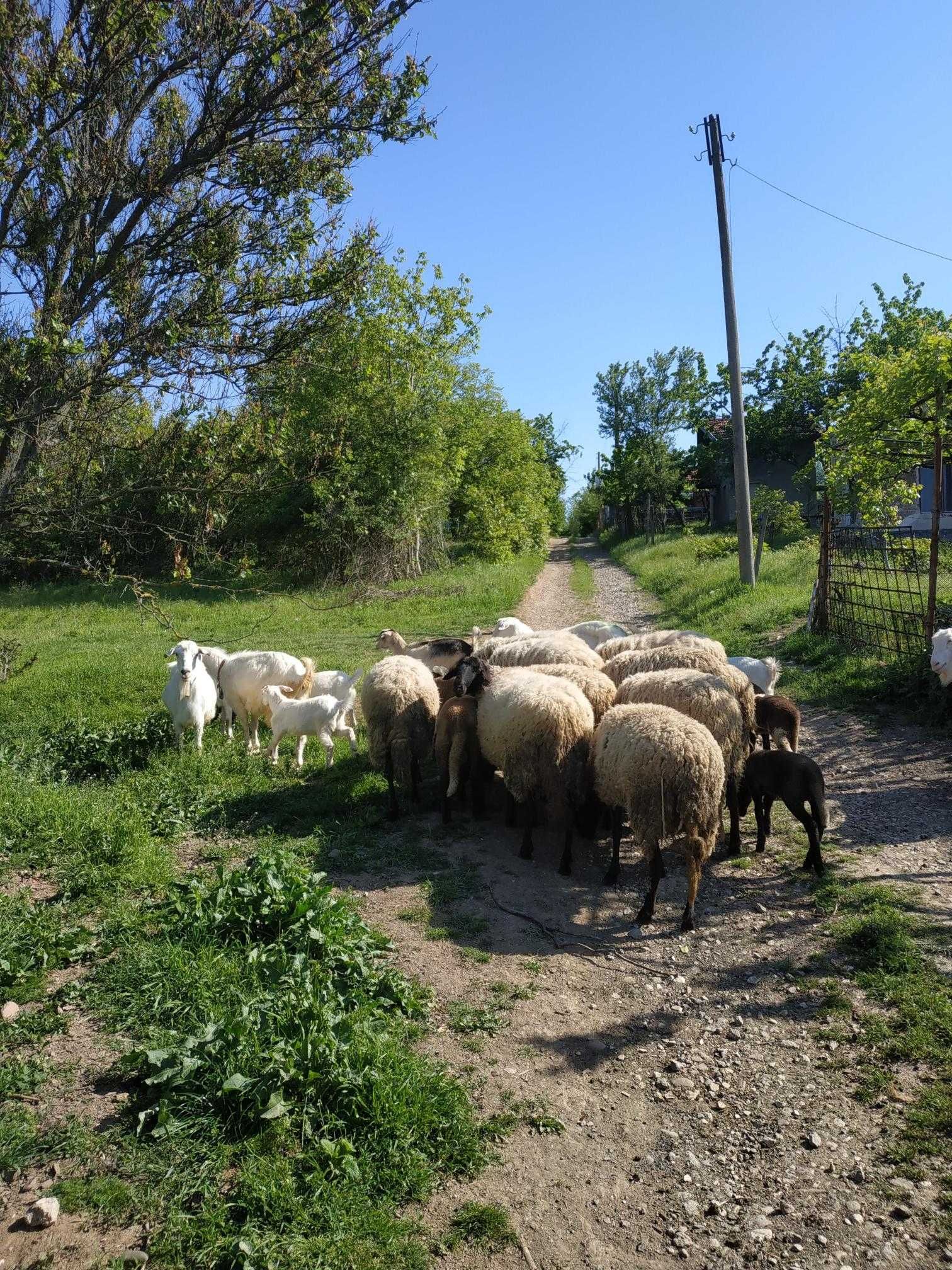 Продавам агнета и козлета и овен