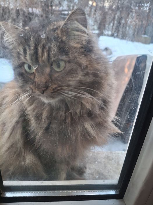 Помогите пожалуйста  подкидыши кошек