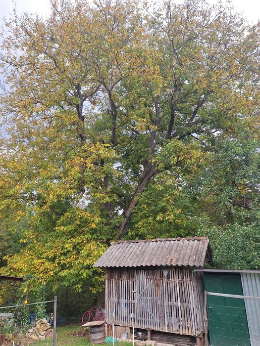 Vând  nuc pentru valorificate