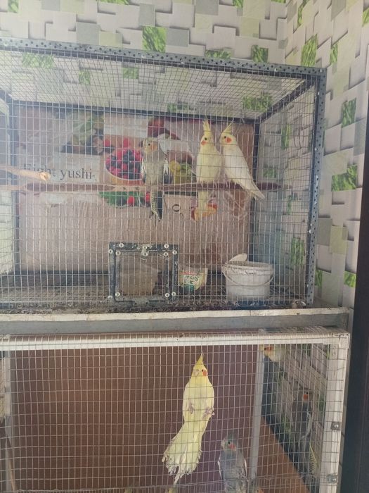 Попугай Корелла продам