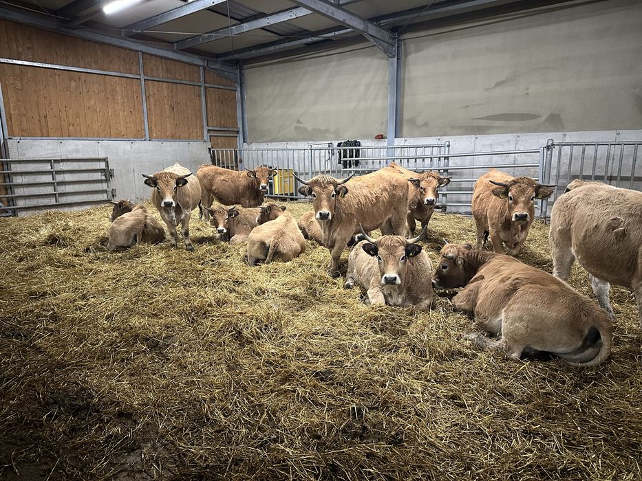 Vand 10 juninci Aubrac