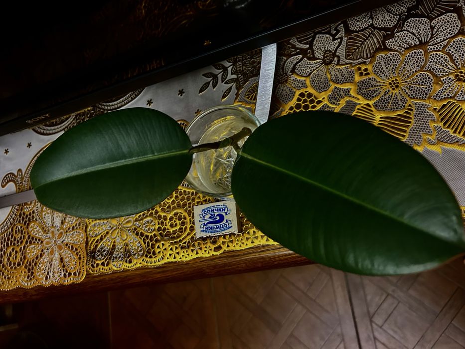 Фикус для самостоятельной посадки