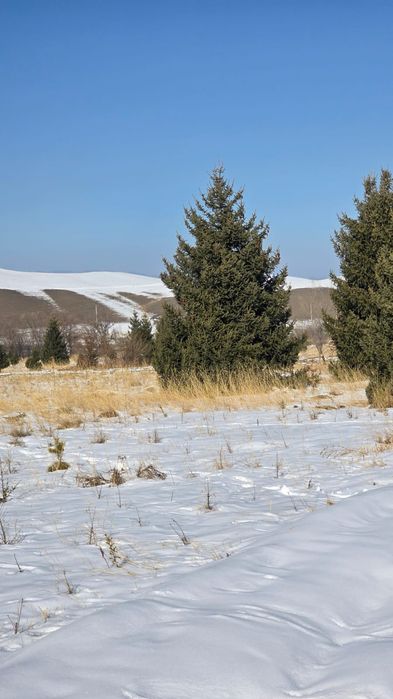 Ёлки таньшаньские 12м