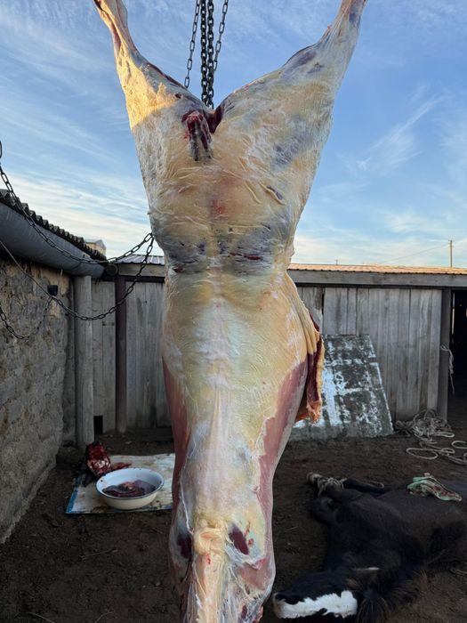 ет-мясо( конина)