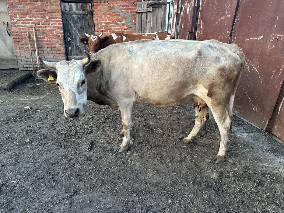 Продам корову стельную