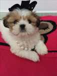 Shih-tzu talie mica