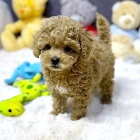 Maltipoo baietel