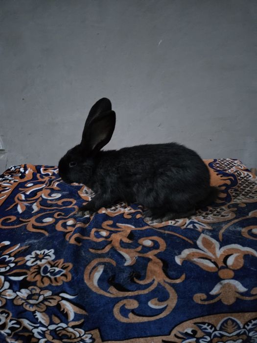 Vand fluture german janet