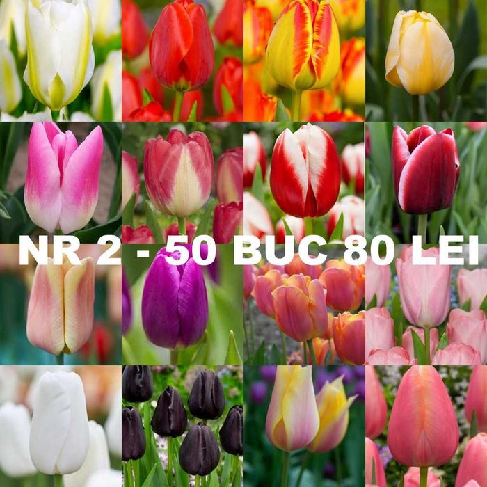 Bulbi de lalele diverse pachete de la 1 leu