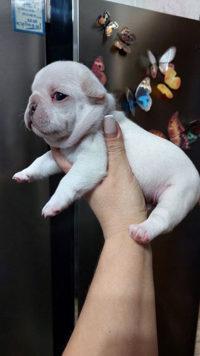 Французские бульдоги цветные