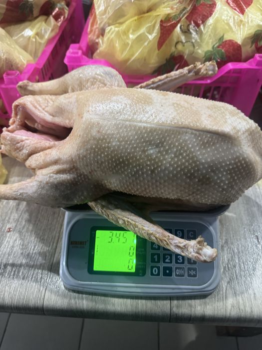 гуси домашние 4 тысячи за 1 килограмм