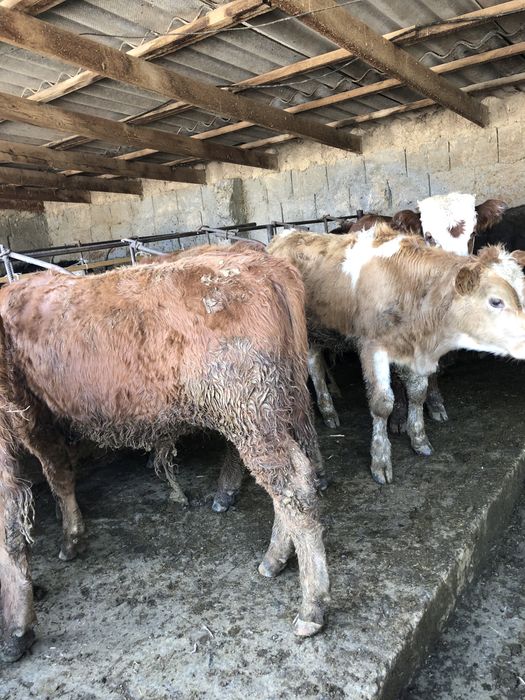 Продаю быков.