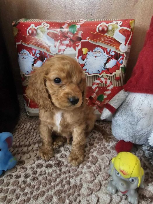 Продавам мъжки Кокер Шпаньол