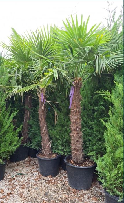 Vand Palmieri Trachycarpus Fortunei. Prețurile de producător
