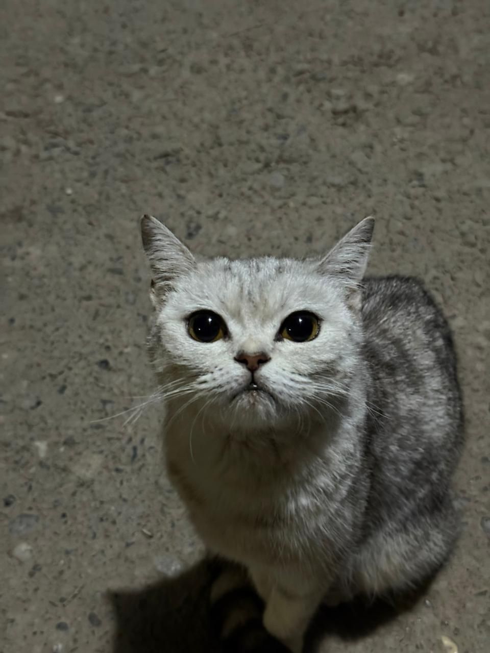 кошка бесплатно ей 4