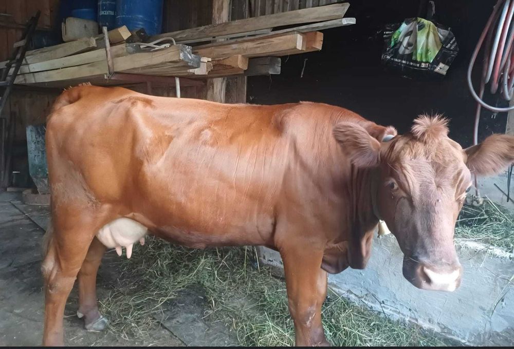 Vaca de vanzare...
