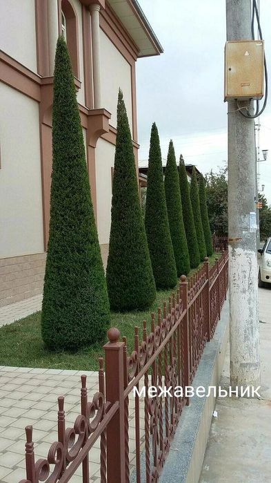 Арчалар. Бор. Зурларидан. Хархил. Мевалиг. Дарахлар   Асарти.  Нархи.