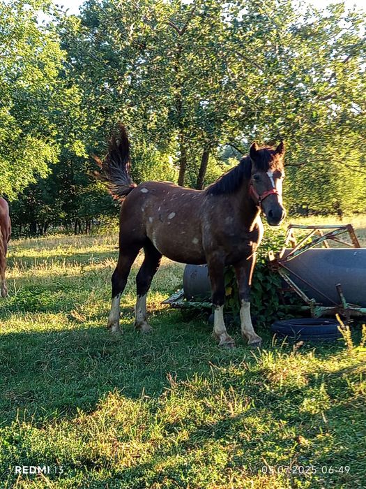Vând mânză de 1 an schimb
