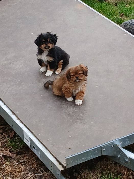 Donez căței pechinez,deparazitați,de 2 luni,doi băieți,și o fetiță.