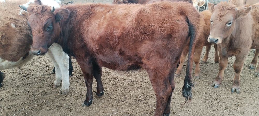 Продам тёлку. Кашар сатамын.