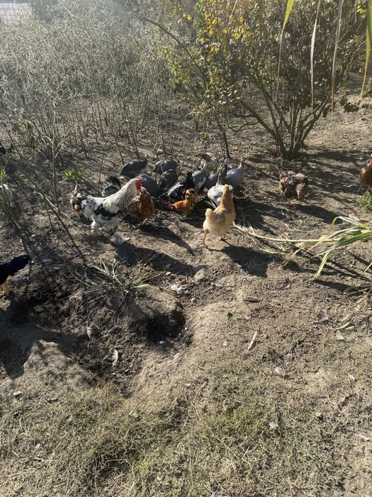 Masculi bibilica (cata )