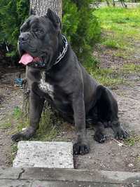 Cane corso Италиански Мастиф