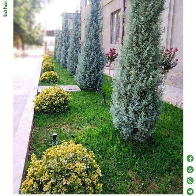 Sadovnik Arch kesish arch ekish va gazon xizmatlari