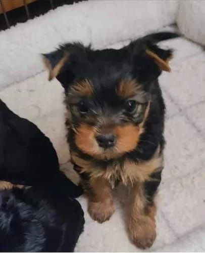 Yorkshire terrier fetita