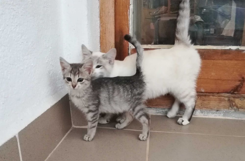 Търся дом за две котета