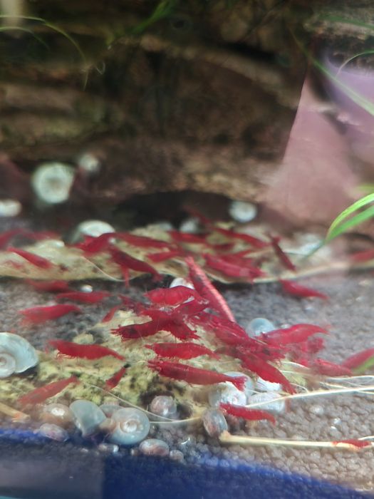 Acvarii, Creveti, Plante 50% REDUCERE