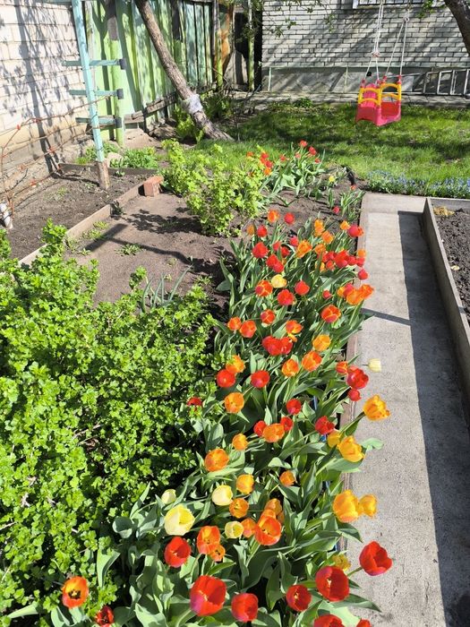 Луковицы тюльпанов