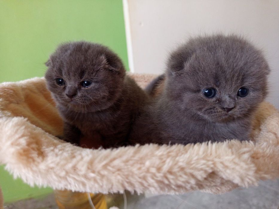 Британски котенца