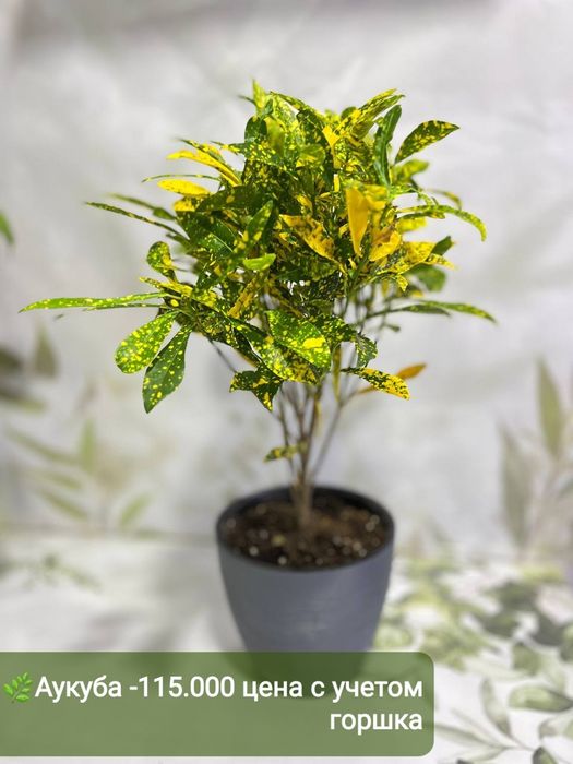 Замиокулькас, Аукуба Диффинбахия, Калатея и др