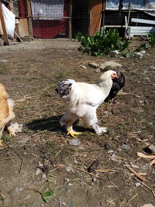 Găini brahma de vânzare