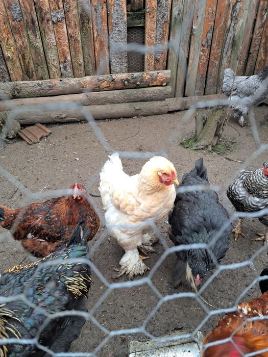 Pasari de curte de vanzare