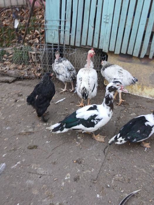 Desființez crescatorie