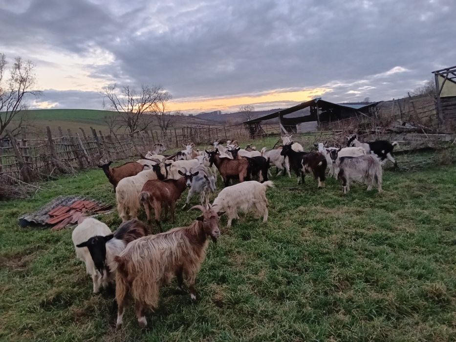 Capre foarte bune de vînzare