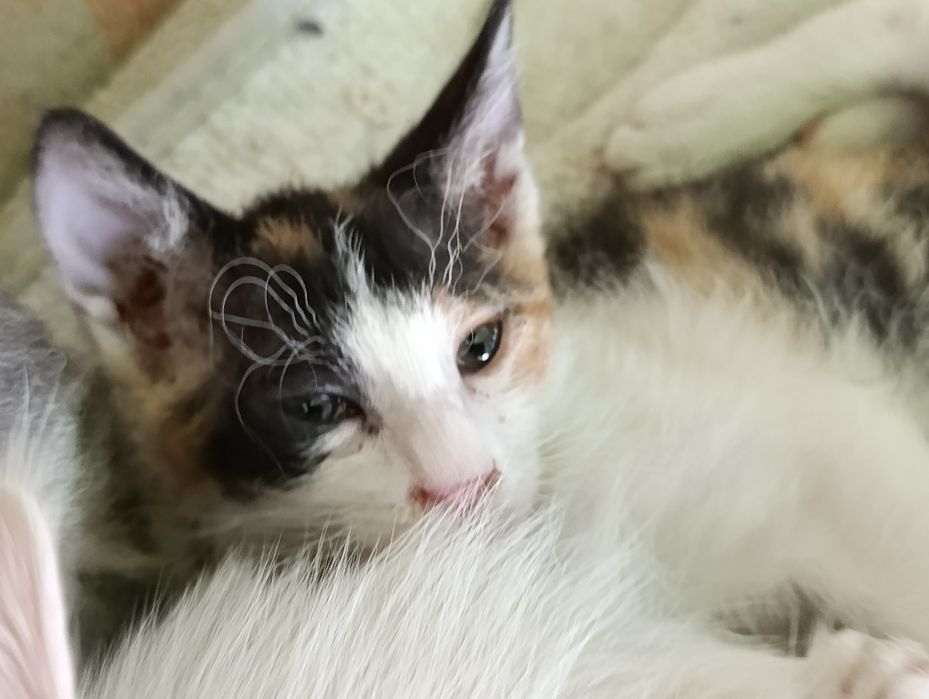 Котята милые и смышлённые.