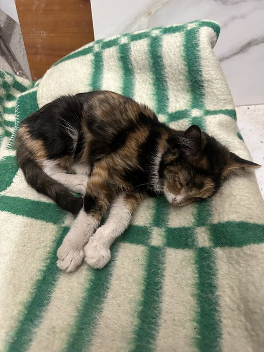 Котенка в хорошие руки
