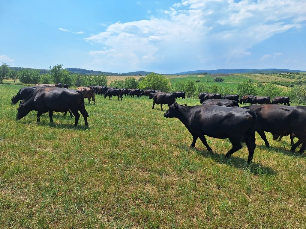 Juninci Aberdeen Angus