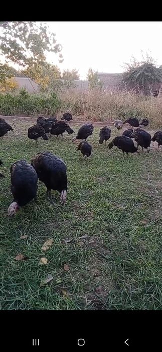 Индуклар сотилади