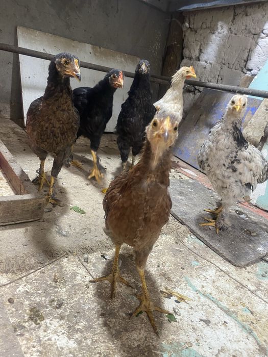 Jujalar srochno sotiladi