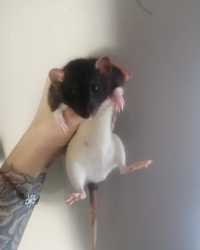 Продам крыс Дамбо