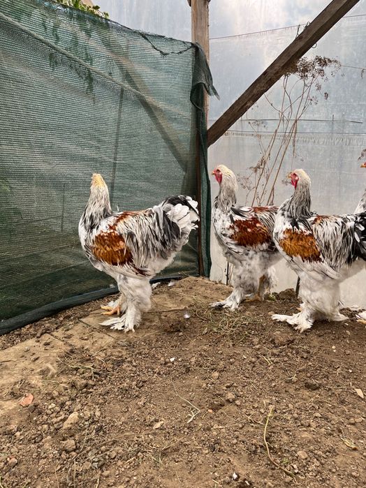 Brahma rotgesattelt 2025