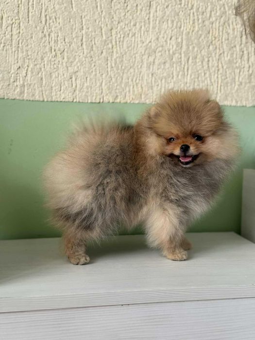 Момиче - Померан с Ридословие FCI