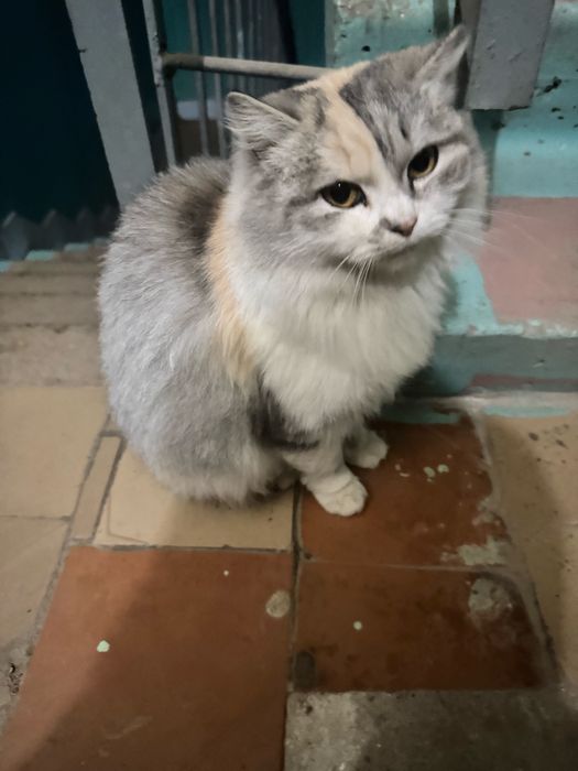 Пушистая кошечка (британская длинношерстная) около года.В хорошие руки