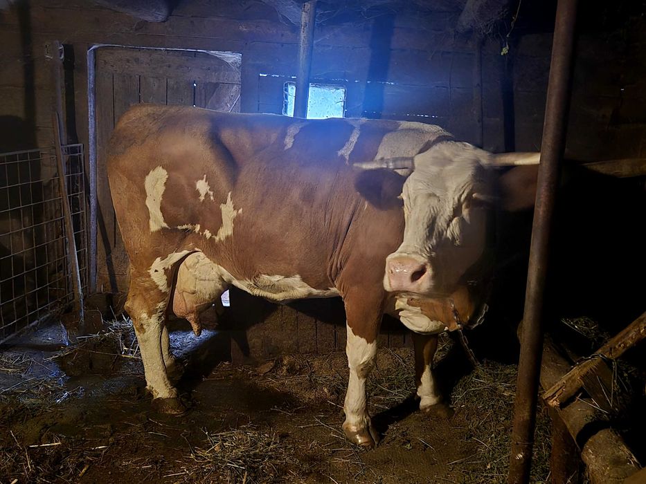 Vand vaca baltata romaneasca