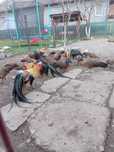 Gain si cocos phoenix sau oua penteu incubat